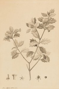 Desfonainia Spinosa, 1787